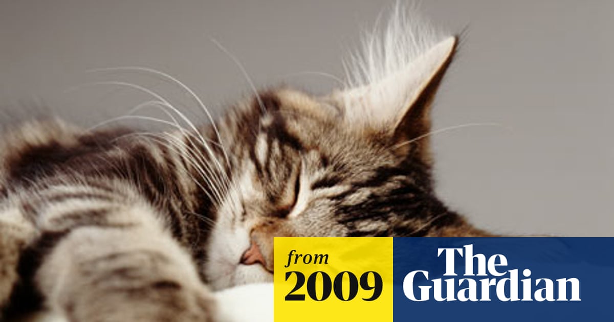 Sound Effect How Cats Exploit The Human Need To Nurture Science