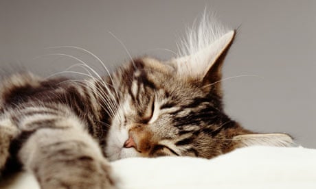 A sleeping pet cat