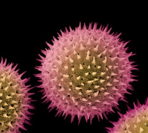 Banking on Life (Kew exhibition): Malva sylvestris pollen