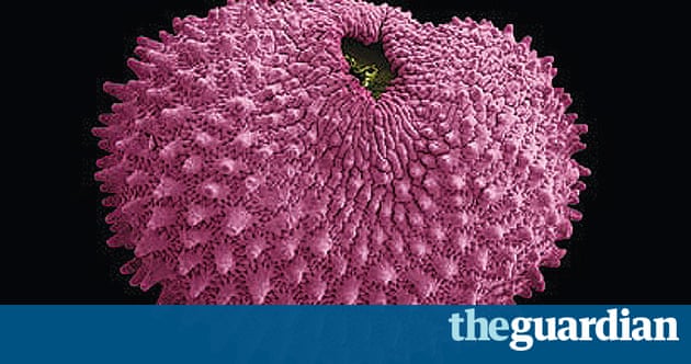 In Pictures The Kew Millennium Seed Bank Science The