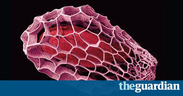 In Pictures The Kew Millennium Seed Bank Science The