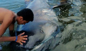 philippine fishermen net and eat rare megamouth shark environment