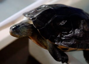 China animal markets: A turtle for sale at a market in China
