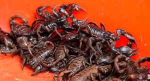 China animal markets: Scorpions for sale at a market in China