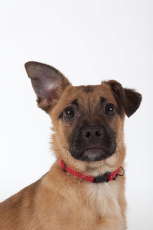 Battersea dogs home: Mr Bigglesworth, a mongrel puppy at Battersea dogs home