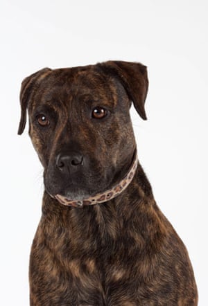 Battersea dogs home: Cracker, a Sharpei Staffordshire Bull Terrier cross at Battersea dogs home.