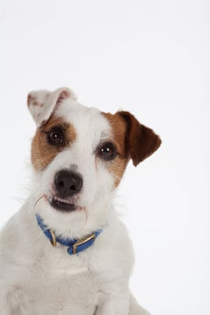 Battersea dogs home: Dillon, a Jack Russell Terrier at Battersea dogs home