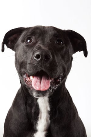 Battersea dogs home: Nero, a Labrador Staffordshire Bull Terrier cross at Battersea dogs home