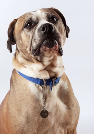 Battersea dogs home: Pieface, a Mastiff cross bitch at Battersea dogs home