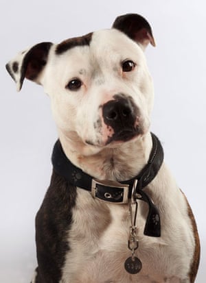 Battersea dogs home: Trigger, a Staffordshire Bull Terrier dog at Battersea dogs home.
