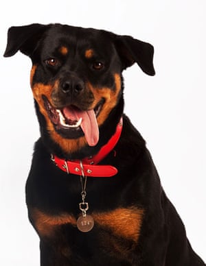 Battersea dogs home: Roxi, a Rottweiler bitch at Battersea dogs home.