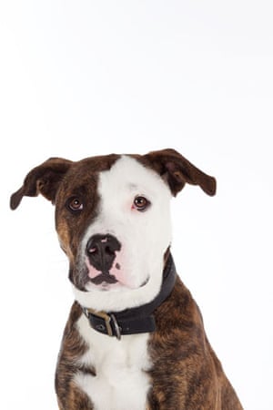 Battersea dogs home: Johnny, an American Bulldog cross at Battersea dogs home