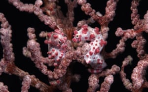 Indonesian coral: Two Pygmy Seahorses attached to Gorgonian coral