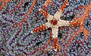 Indonesian coral: A Necklace Seastar (Fromia monilis) on a Gorgonian Coral, Indonesia