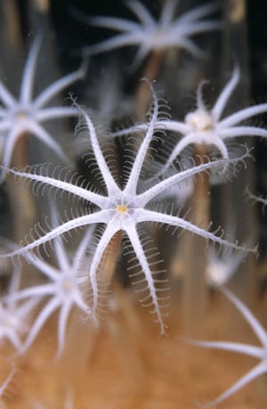 Indonesian coral: Sea Pen Polyps, Sulawesi, Indonesia
