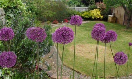Allium 'Purple Sensation' in Jane Perrone's garden