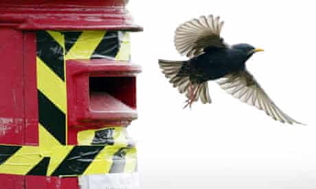 A family of Starlings in a post box
