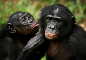 Bonobo Apes: Bonobo apes groom one another at a sanctuary just outside capital Kinshasa