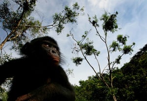 Bonobo Apes: A bonobo ape sits at a sanctuary just outside Kinshasa