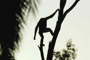 Bonobo Apes: A Bonobo in tree