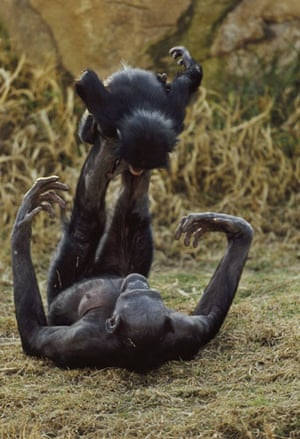 Bonobo Apes: A female bonobo plays with an infant