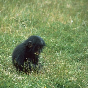 Bonobo Apes: A baby bonobo