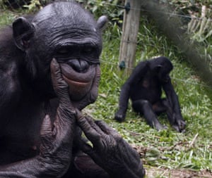 Bonobo Apes: Bonobos in the 'Lola ya bonobo' park near Kinshasa