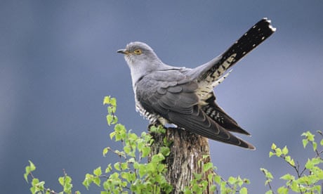 The cuckoo has been added to the list of the UK's most threatened birds. 