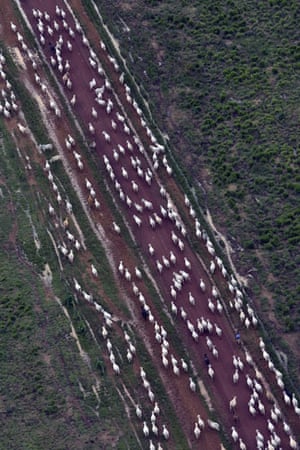 Amazon deforestation: Vale Verde Cattle Farm, Pará State, Brazil