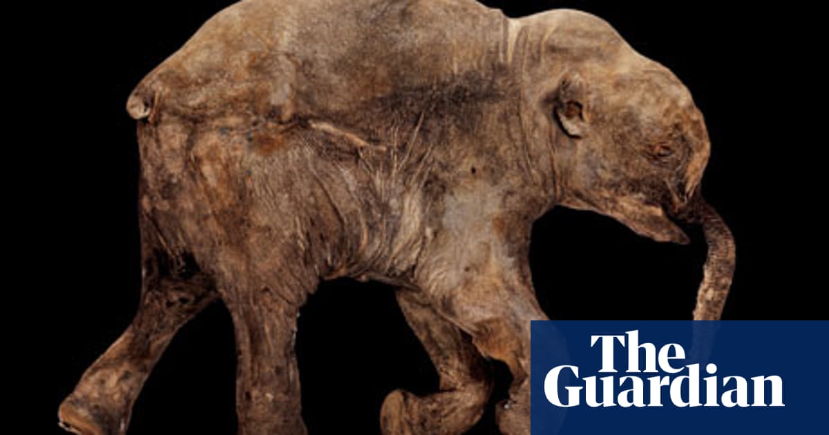 The Ice Age Baby From The Deep Freeze Genetics The Guardian The Ice Age Baby From The Deep Freeze Genetics The Guardian