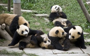 Bifengxia Panda breeding: Giant panda cubs at the Bifengxia Panda breeding centre in Sichuan