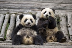 Bifengxia Panda breeding: Giant panda cubs at the Bifengxia Panda breeding centre in Sichuan
