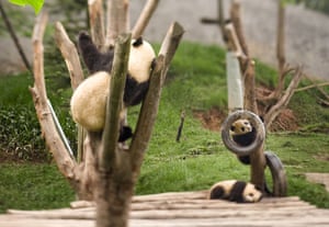 pandas: Giant panda cubs at the Bifengxia Panda breeding centre in Sichuan 