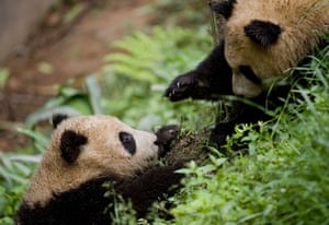 pandas: Giant panda cubs at the Bifengxia Panda breeding centre in Sichuan 