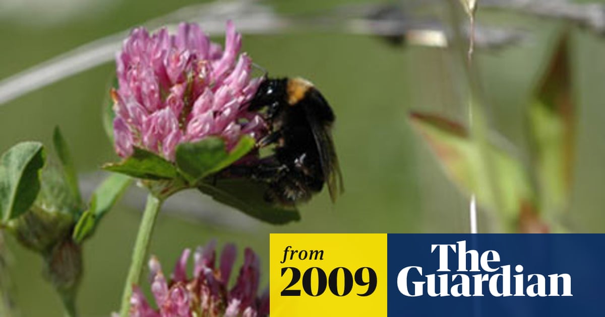 Short Haired Bumblebee To Be Repopulated In Uk Environment The