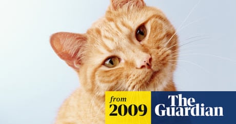 Cats Outsmarted In Psychologist S Test Animal Behaviour The Guardian