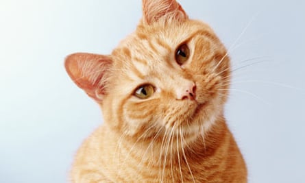 Cats Outsmarted In Psychologist S Test Animal Behaviour The Guardian