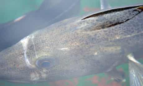 Cod Farming : Atlantic Cod (Gadus Morhua) in water.