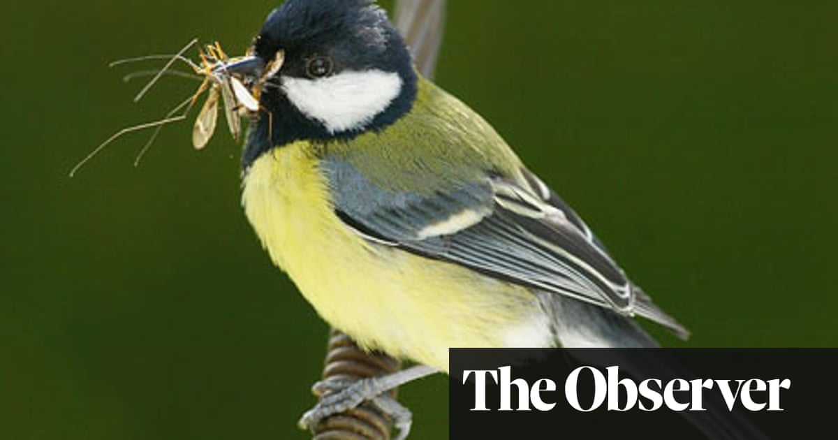 Titts great Free Boobs