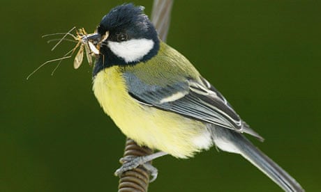 A Great Tit pauses on a washing line with an insect in its beak 