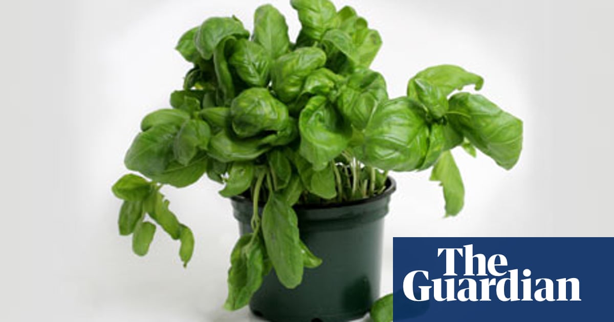 Alys Fowler: Aromatic basil, and the Chelsea chop | Gardens | The Guardian