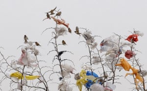 Garbage: Birds are seen on a tree among plastic bags in Changzhi, Shanxi, China