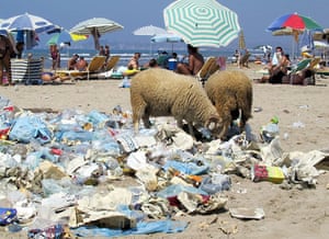 Garbage: Sheep dig on the uncollected garbage in Durres, Albania