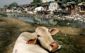 Garbage: A cow feeds on plastic bags and other garbage in New Delhi, India 