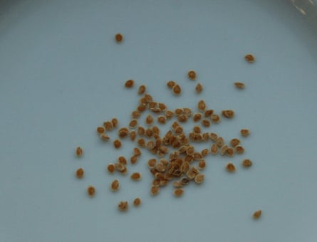 Dry tomato seeds
