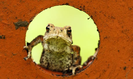 Big Nature Count: Common toad 