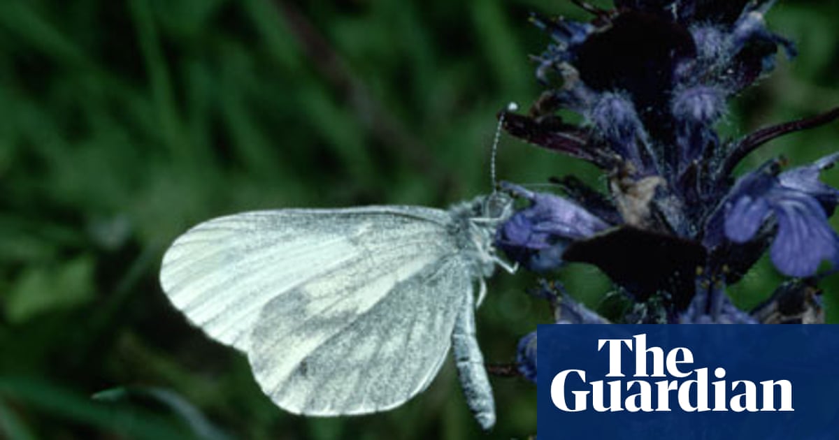 Wood White Butterfly Rare Elusive And Sadly Declining Stephen