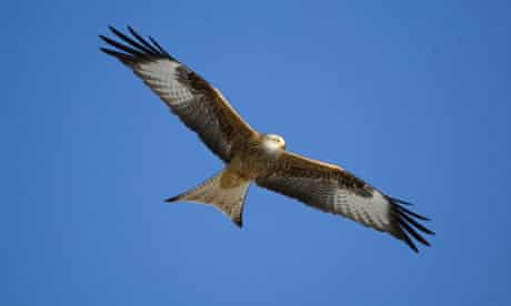 Wild Red Kites at Gigrin Farm, Wales