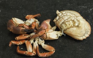 WoM: Crabs gallery: Step 5