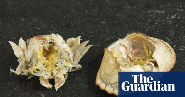 crab guardian recipes crab cook Food The to How Guardian crab guardian recipes crab cook Food The to How Guardian